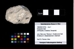 Foto (Objekt + Etikett) von Decapoda indet.  (NHMW-GEO-1990-0041-2702)